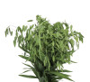 Хасмантіум широколисний (Chasmanthium latifolium)